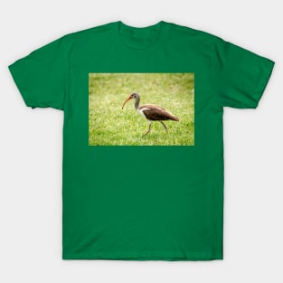 Young White Ibis Feeding in the Grass T-Shirt